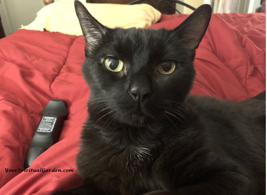 kitty noir 2 112018.jpg