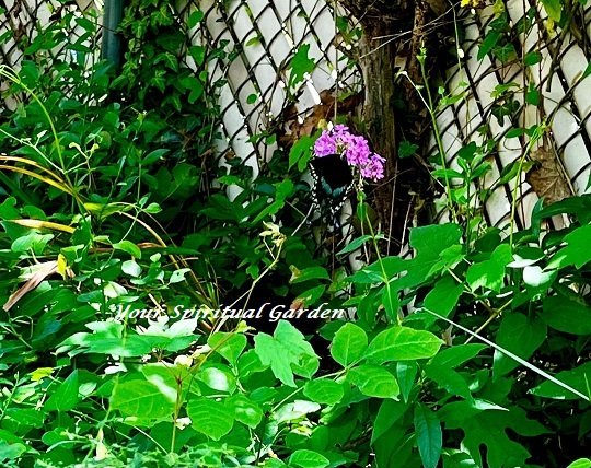 Black Butterfly in my garden YourSpiritualGarden.com
