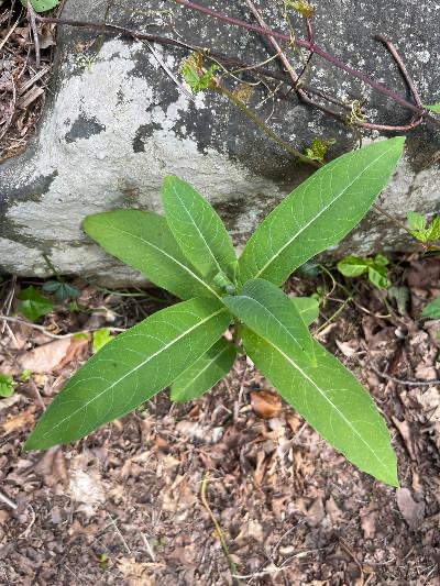 Purple milkweed