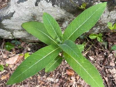 New Moon in Cancer! Summer is&nbsp;HERE